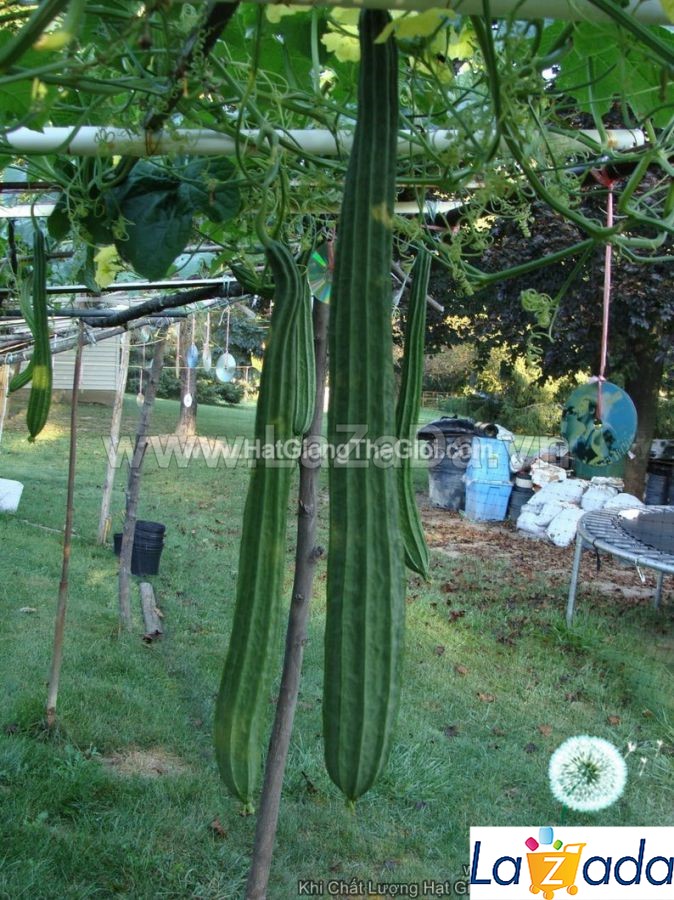 1Gr Hạt Giống Mướp Khía Sai Quả TG10 (A1.403| C44*W63*M164)