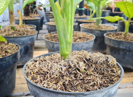 Rice Husk - Rice Husk for Planting