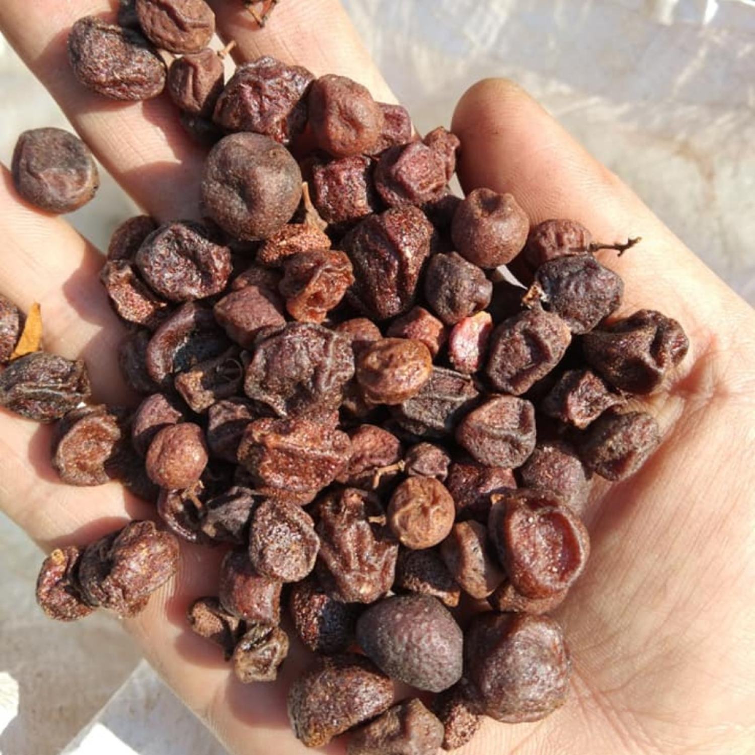 Hạt mắc mật, quả mắc mật khô Lạng Sơn 1kg lᴏại 1. Gia vị hạt mắc mật mác mật quả móc mật thảo quả mắc khén hạt dổi nếp