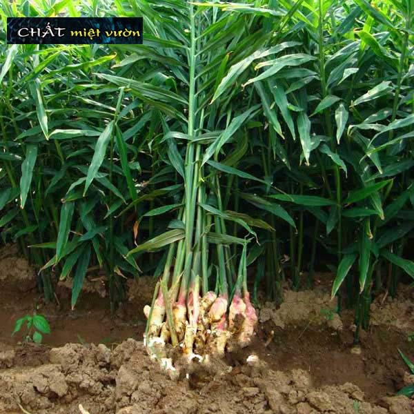 Cây gừng giống