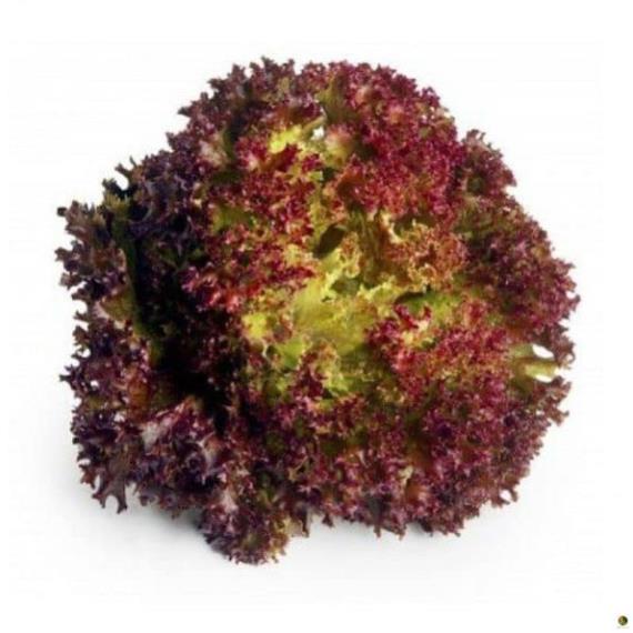 Hạt Giống Xà Lách Tím  - Gói 2 Gram