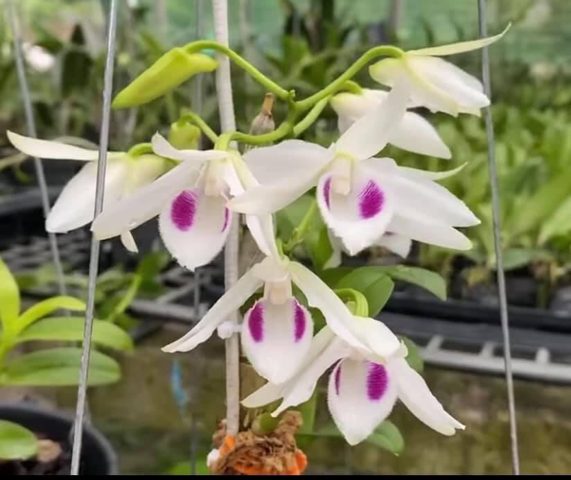 PHI ĐIỆP GIEO HẠT CÂY GIỐNG NHIỀU LOẠI