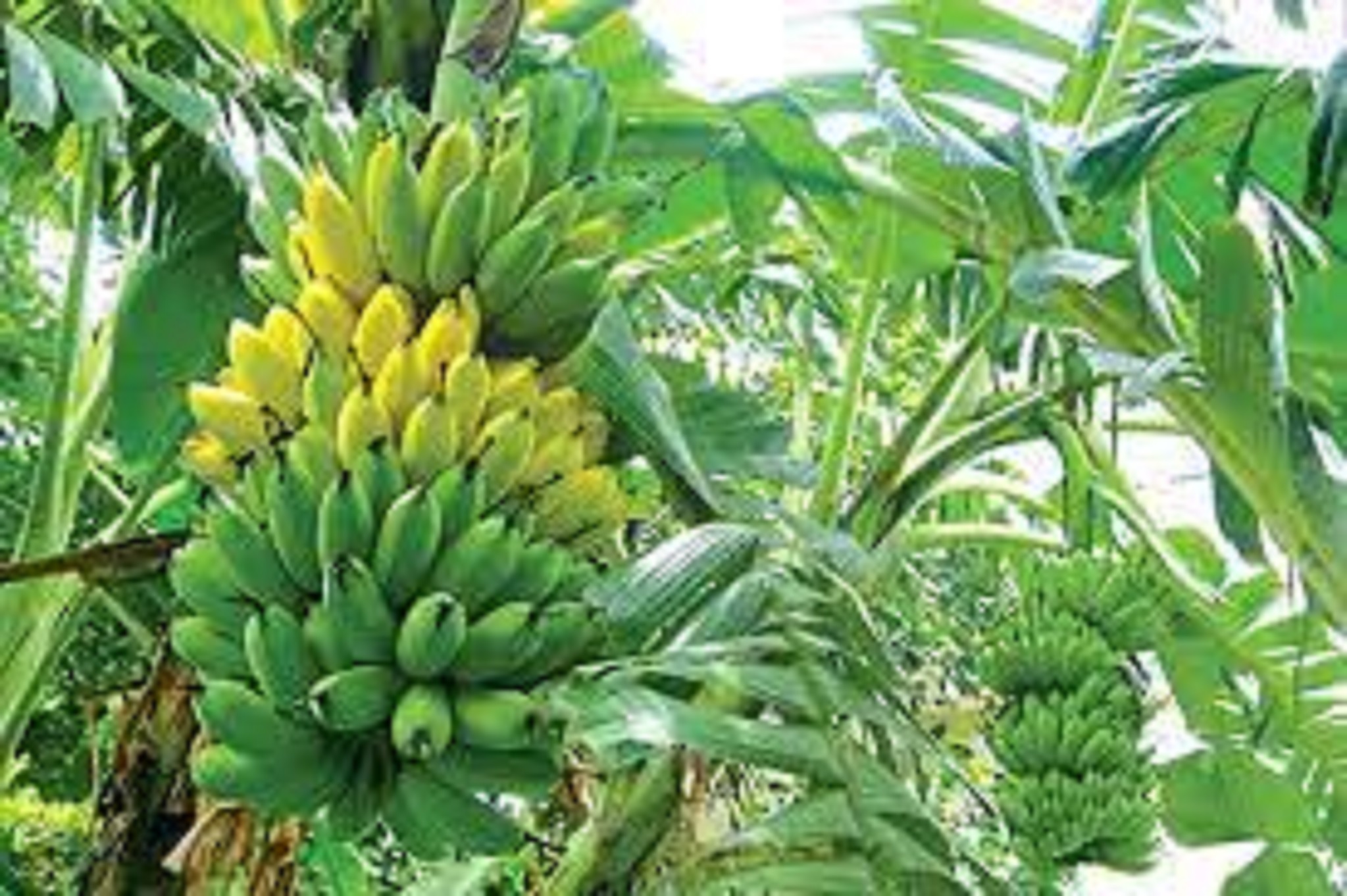Cây giống chuối mật lùn nam mỹ.
