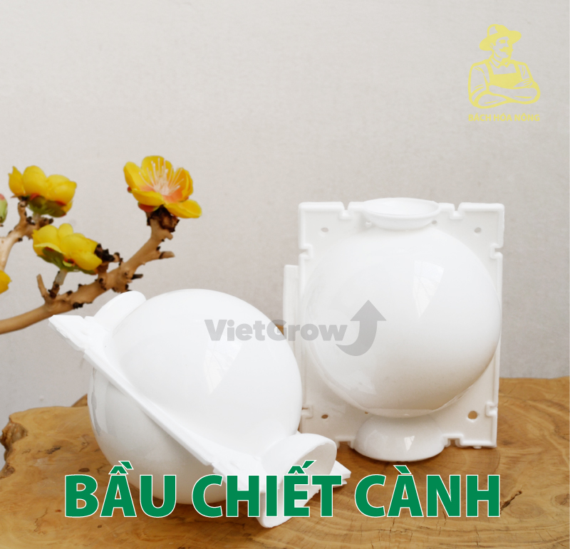 [HCM]Combo 5 Bầu chiết cành Croco - Size M (8cm), Màu Trắng