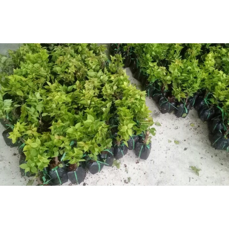 Cây hoa giấy ngũ sắc (gửi cây như hình 6)