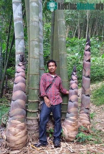 Cây giống tre Thái Lan khổng lồ