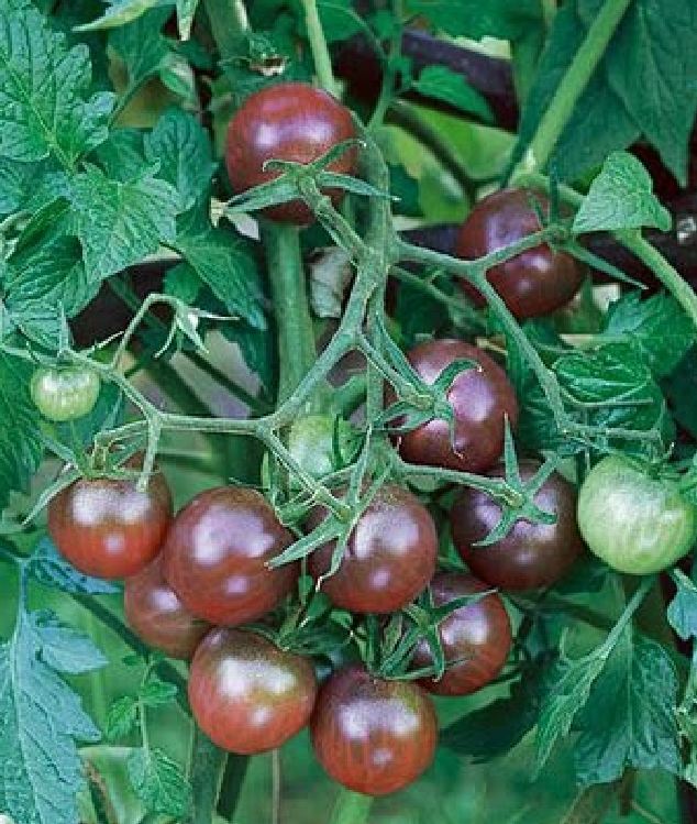 Chocolate Cherry Tomato Seeds - Pack of 30 Seeds
