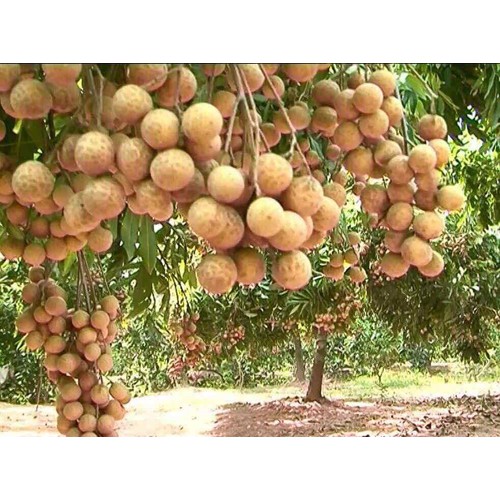 Cây giống nhãn hồng phúc hay nhãn siêu trái