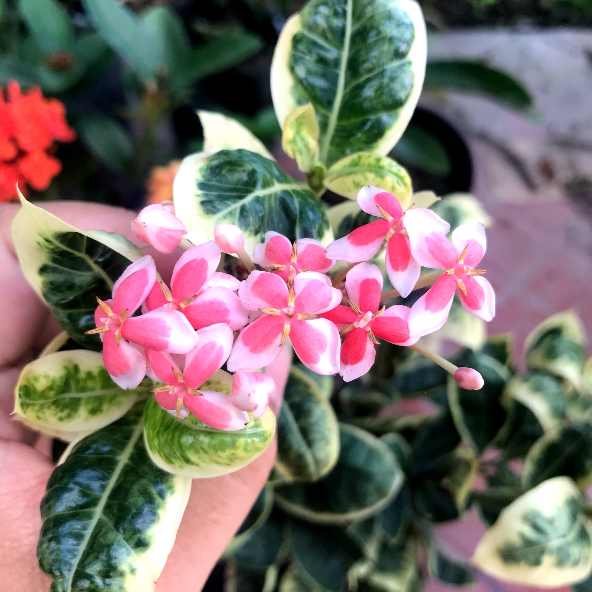 Cây bông trang cẩm thạch (hoa mẫu đơn) - hoa lá siêu đẹp (cao 8-15cm)