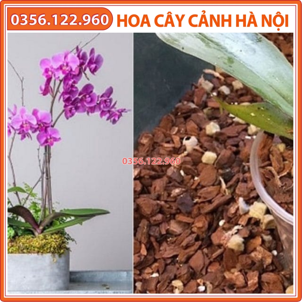 Vỏ thông size 2x3cm, 3x4cm chuyên dùng trồng lan, vỏ đã mài nhẵn và xử lý - Gói1 kg