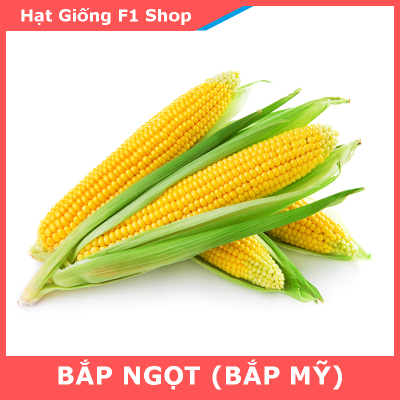 Hạt Giống Bắp Ngọt (Bắp Mỹ) Trái To