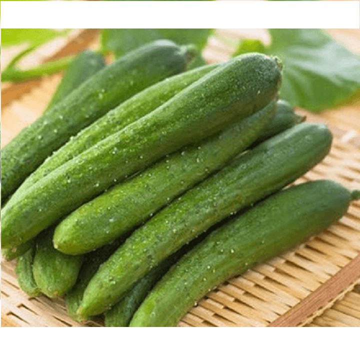 Hạt giống dưa chuột nếp ta cao sản