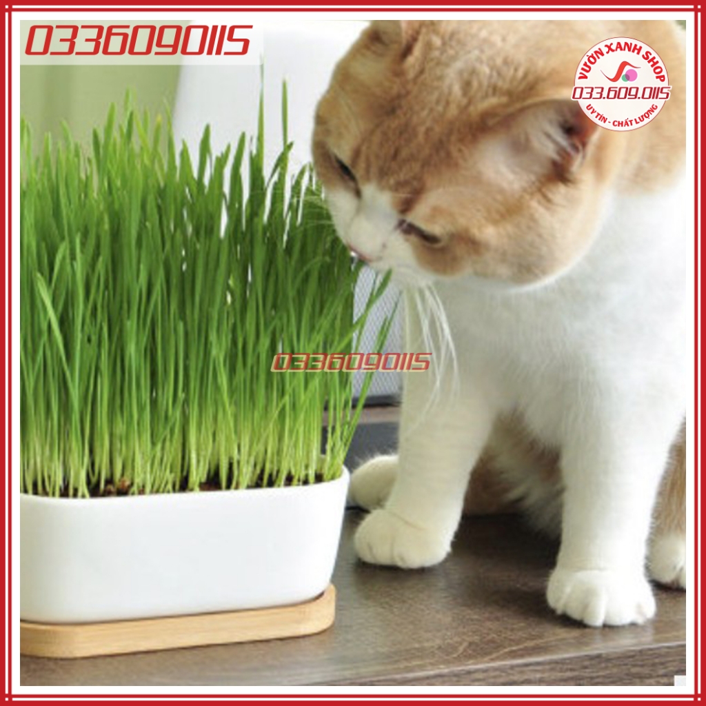 1kg Hạt giống mầm cỏ lúa mì, mầm cỏ mèo giảm stress, giàu dinh dưỡng cho vật nuôi