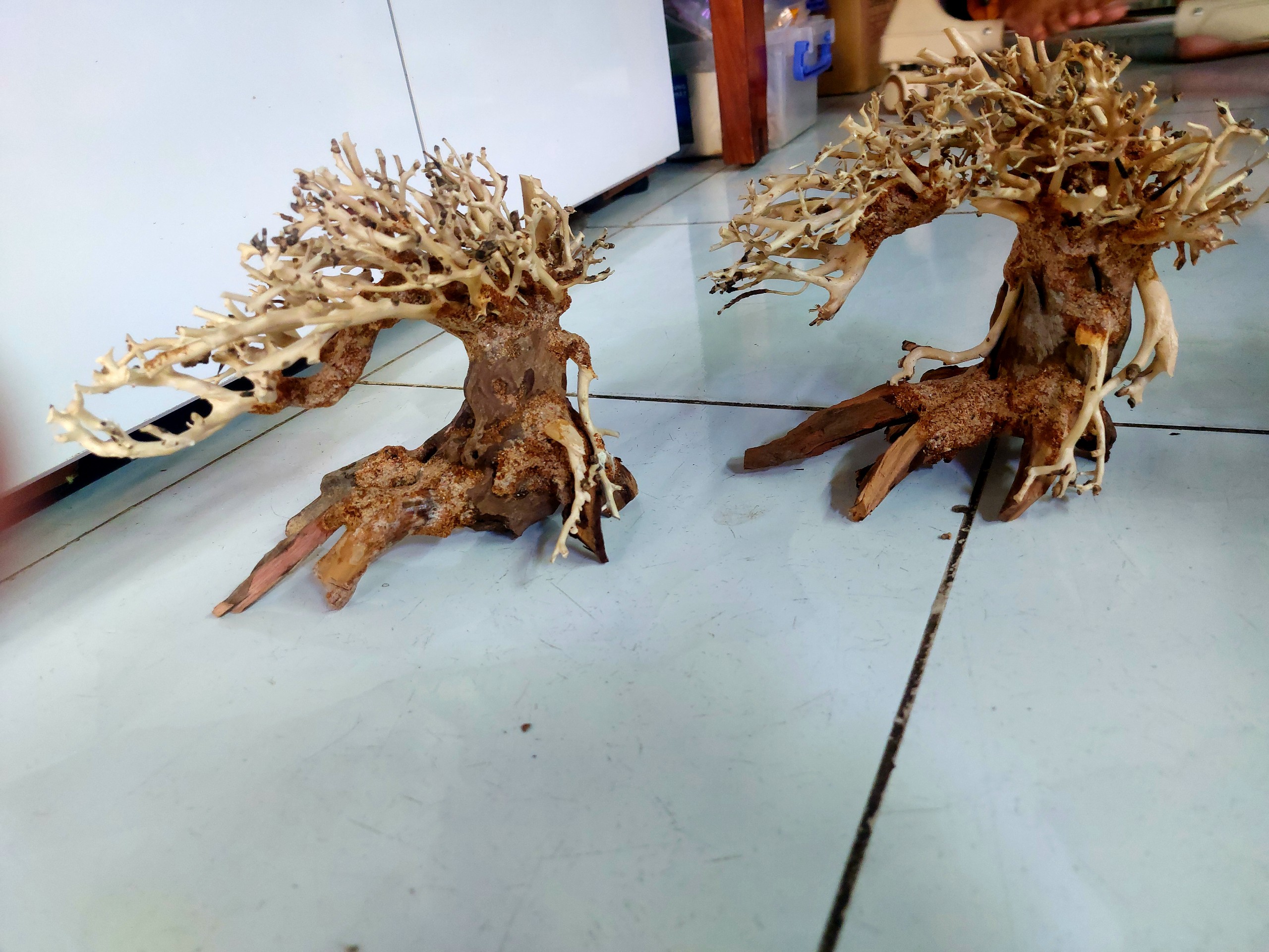 LŨA BONSAI MINI KÍCH THƯỚC 12X15 VÀ 15X20 CHO HỒ THUỶ SINH (Hồ < 40cm)