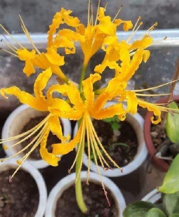 Củ giống hoa bỉ ngạn hoa màu vàng ( 1 củ + 1 viên nén xơ dừa ươm củ )