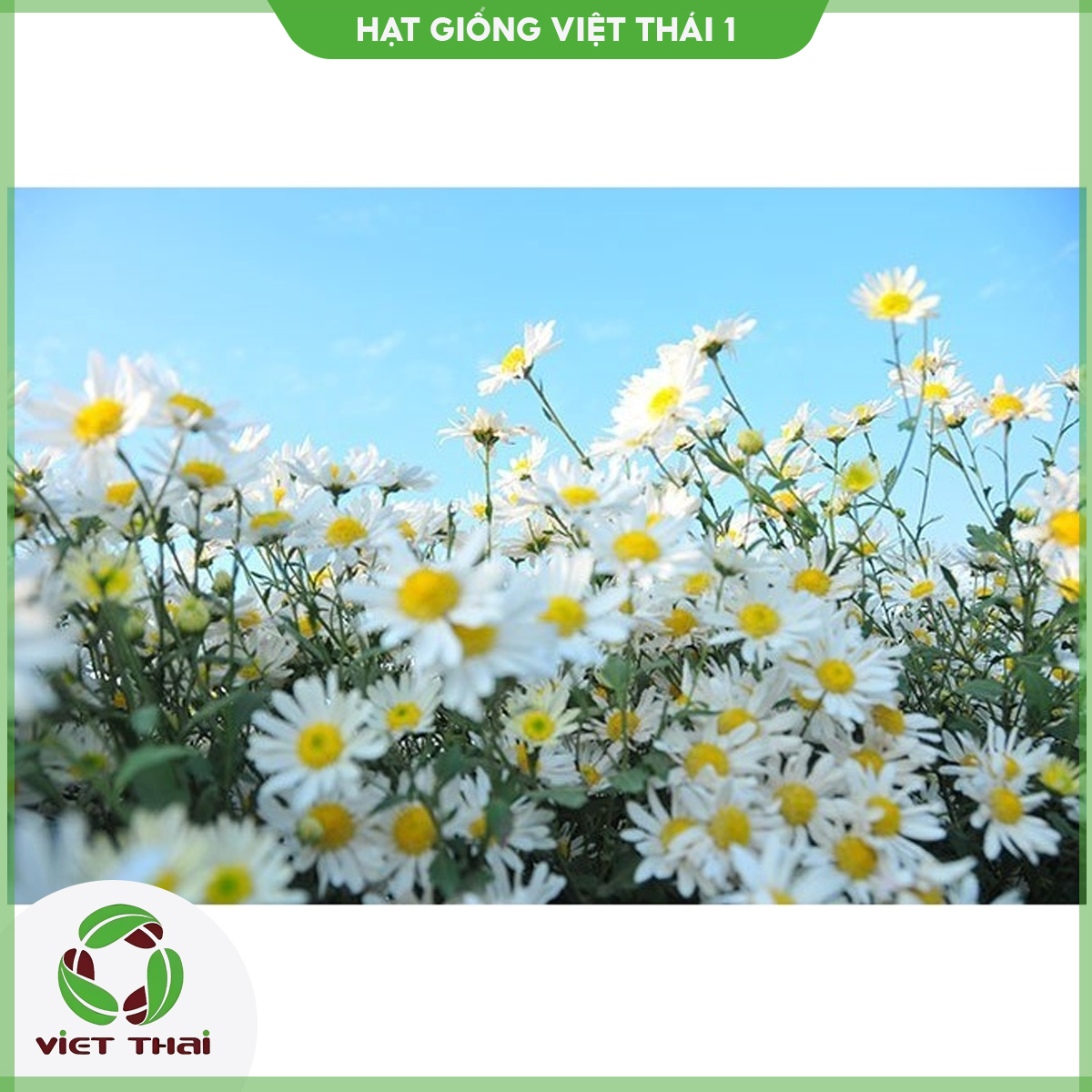 [SALE] Hạt giống hoa Cúc Họa Mi TN - HGVT1