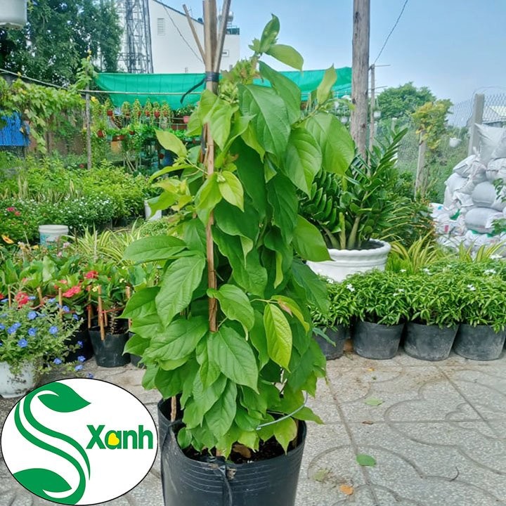 Cây Hoa sử Quân Tử - Trang Leo