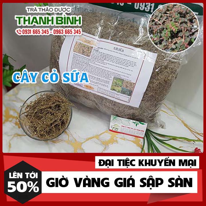 Cây cỏ sữa lá lớn 500g - hàng công ty loại 1