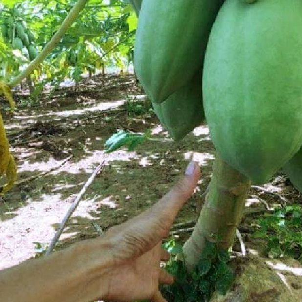 Hạt giống đu đủ lùn dể trồng-gói 10 hạt