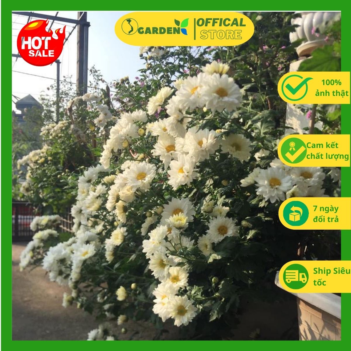 Cây giống hoa cúc đổi màu cây cao khoảng 25cm