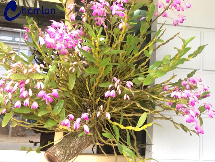 1 BÓ HOA LAN HOÀNG THẢO ĐÙI GÀ GIỐNG, HOA TUYỆT ĐẸP, HOA NỞ TẾT