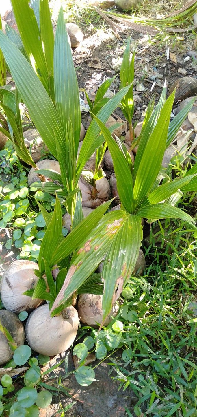 COMBO 4 CÂY DỪA SÁP GIỐNG ĐẶC RUỘT