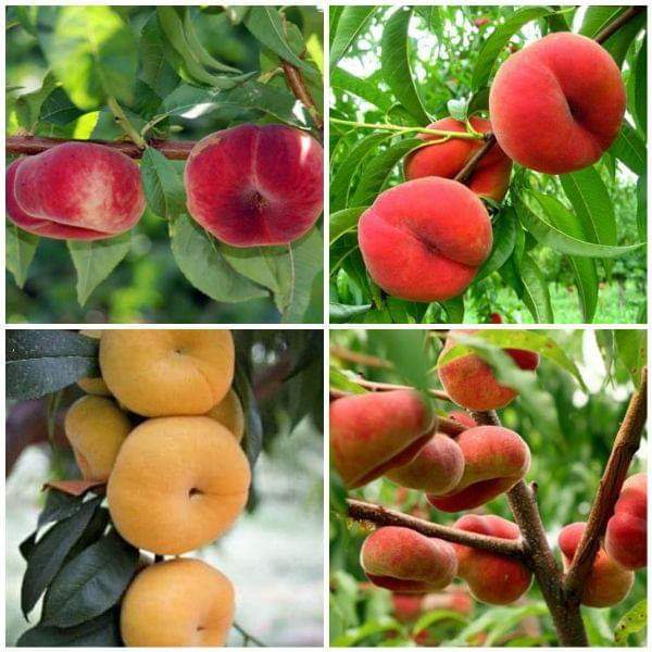 com bo 2 Giống đào qủa dẹt nga (Tặng kèm 3 cây chè xanh)