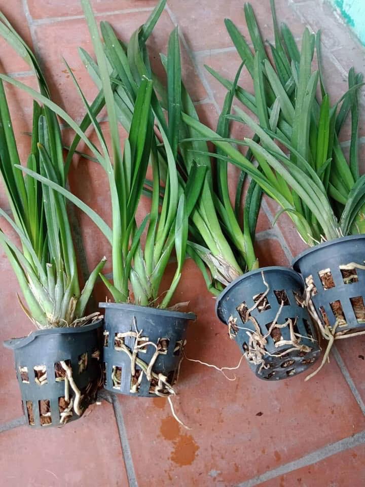 Hoa phong lan, 5 thân LAN KIẾM ĐỎ VÙNG TÂY BẮC