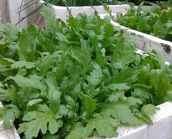 Hạt giống rau cúc nếp (tần ô) gói 20gr