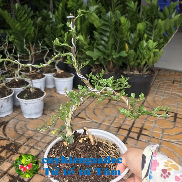 Cây cần thăng bonsai mini