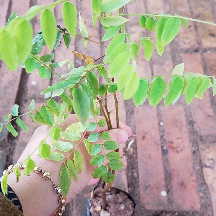 ( GIÁ SỐC) CÂY KHẾ NGỌT