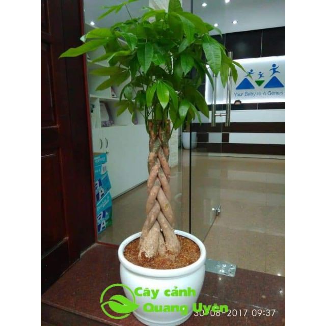 sản phẩm CÂY KIM NGÂN XOẮN CỠ ĐẠI