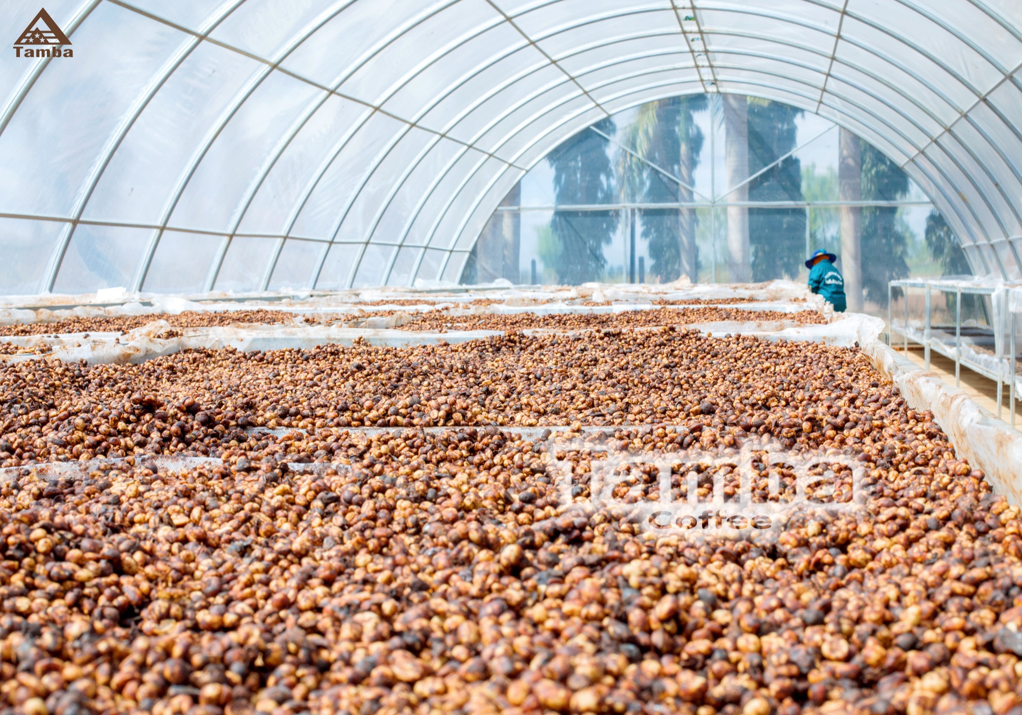Cà phê bột Coffee Blend - Tamba Coffee - 1000gr