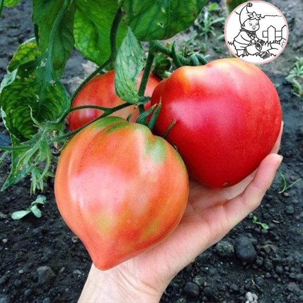 Hạt cà chua trái tim đỏ - gói 0,1 gram