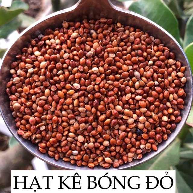 hạt kê đỏ thức ăn cho vẹt - yến phụng