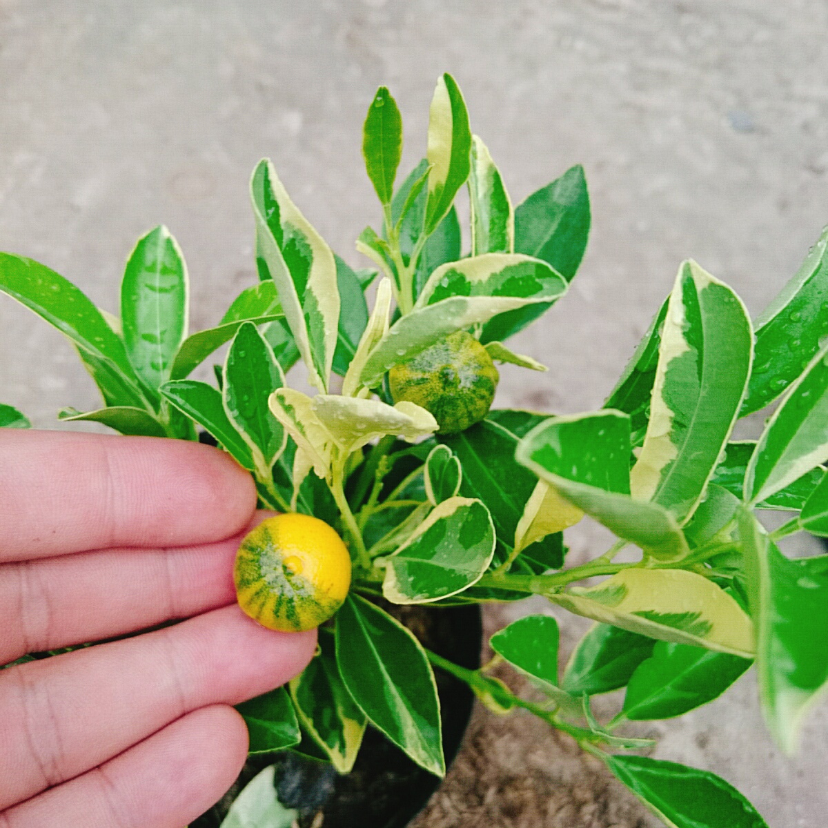 Cây Tắc Cẩm Thạch - cây cảnh để bàn