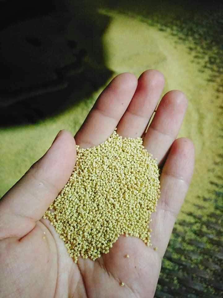 1kg kê nếp vàng nghệ an