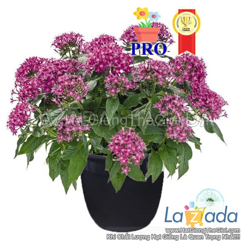 25h Hạt Giống Hoa Diễm Châu Graffiti 20/20 Tím Violet (| -KD: B36*X66)