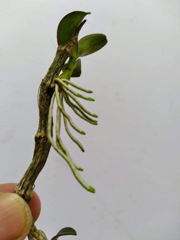 [HCM]Phân bón chuyên lan PHS Trí Việt