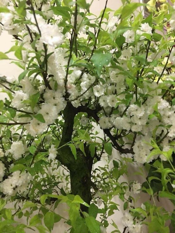 cây giống nhất chi mai (hoa chơi tết đẹp) (có tem chuẩn giống)
