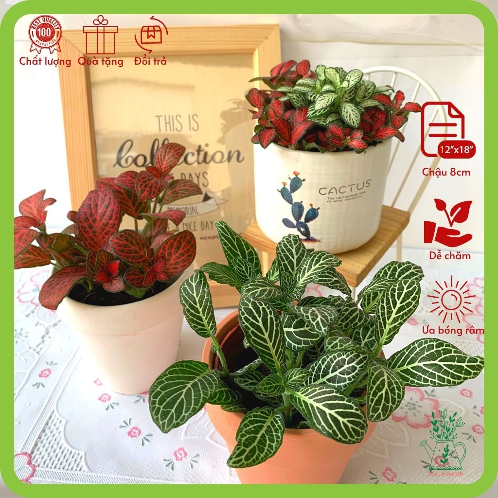 Cây cẩm nhung fittonia nhiều màu (chậu 5cm)