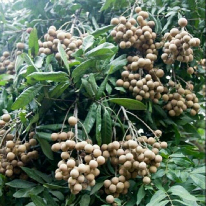 Cây giống Nhãn siêu ngọt - C113