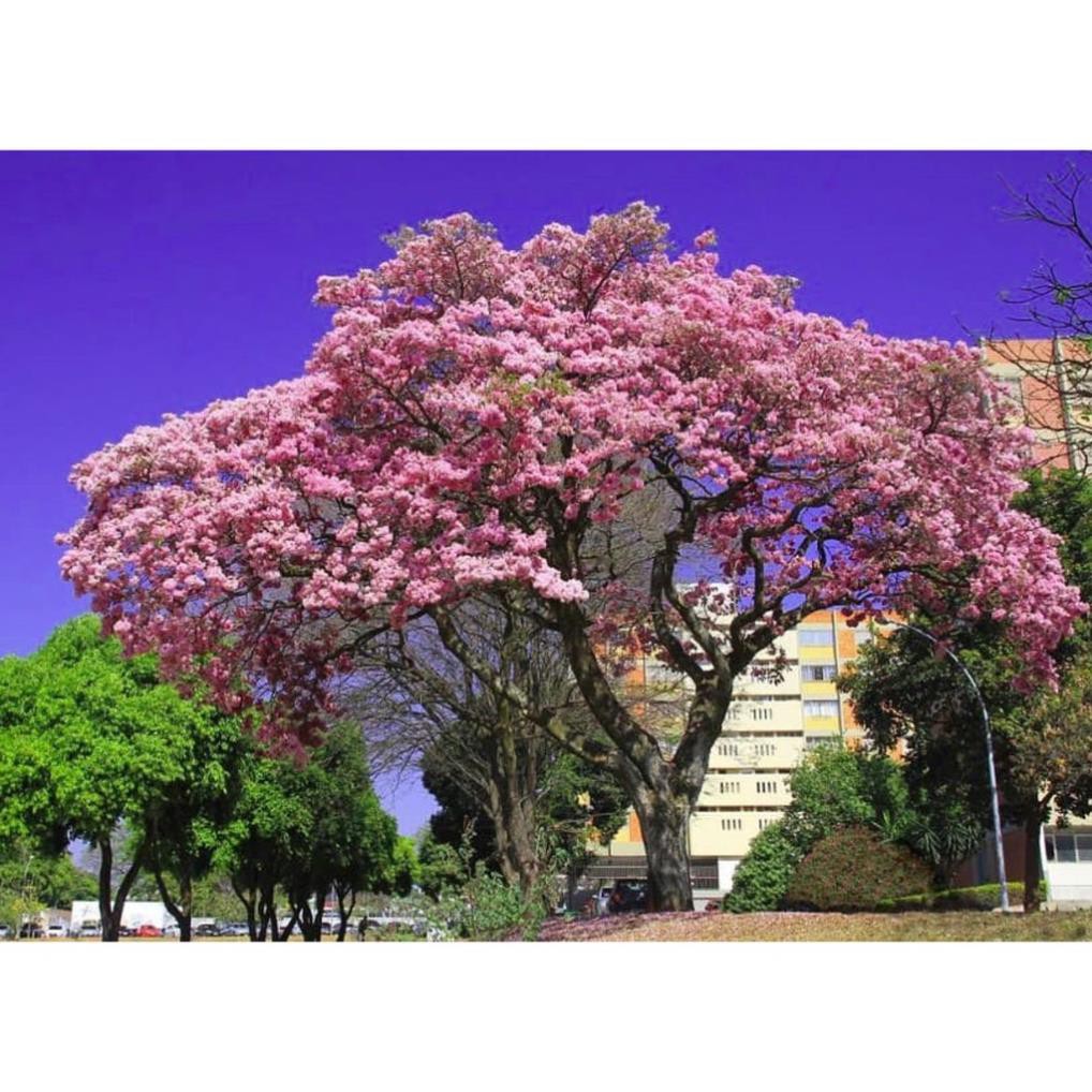 CÂY GIỐNG CÂY KÈN HỒNG(CÂY CHUÔNG HỒNG)