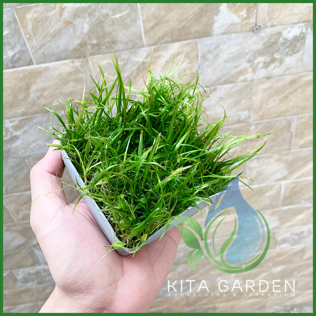 Cây cỏ đỏ | Cỏ nền | Cây Thủy sinh