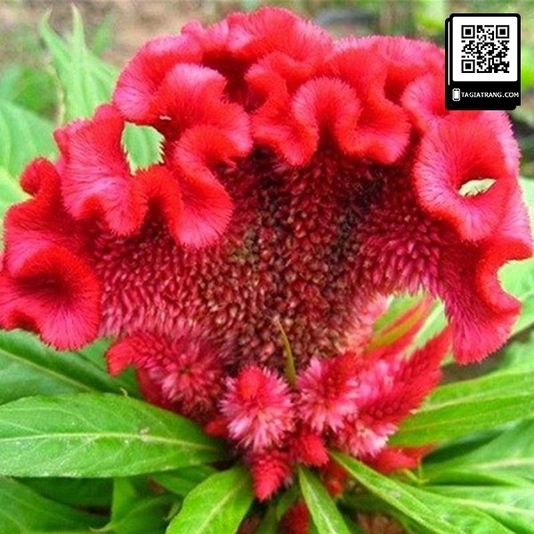 Hạt giống hoa mào gà búa mix màu - Shop hạt giống Tạ Gia Trang