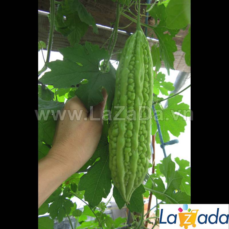 1Gr Hạt Giống Mướp Đắng/ Khổ Qua (A1.402| G3*W34*M161)