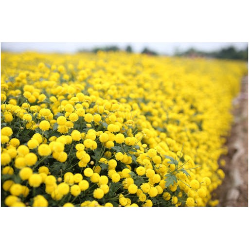 [HCM]Gói 0.2GR hạt giống hoa Cúc Mini Vàng Gold