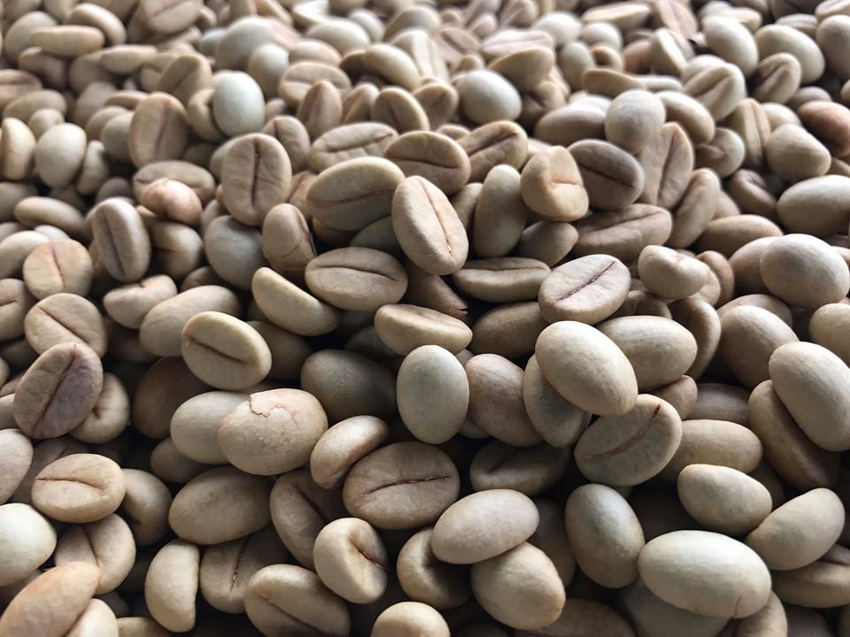 1 KG Hạt giống Cây Cà Phê TR4 [ hạt tuyển chọn, tỷ lệ nảy mầm cao ]