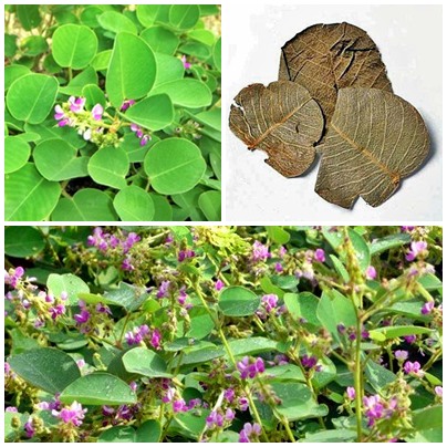 Combo 4 cây giống Kim Tiền Thảo
