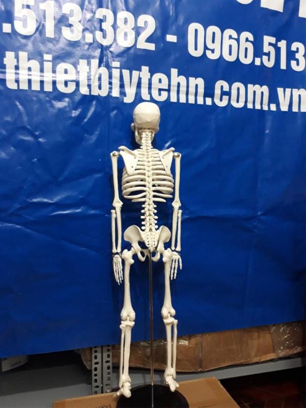 Mô hình xương người 85cm
